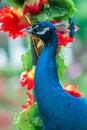 Head closeup of male peacock at 7 Star Park, Guilin, China