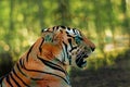 Head closeup shows deadly jaws of Royal Bengal Tiger