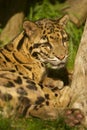 Head Clouded leopard Royalty Free Stock Photo