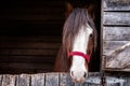 Head of a Clydesdale horse Royalty Free Stock Photo