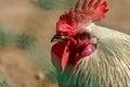 The head of the with a red comb close-up Royalty Free Stock Photo