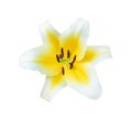 Head of colorful nature yellow lily with white edge and dark red pollen flowers blooming isolated on white background and clipping Royalty Free Stock Photo