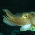 Head of Common cuttlefish Royalty Free Stock Photo