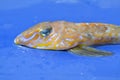 Head of a Common Dragonet fish (Callionymus lyra)