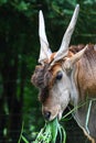 Head of Common Eland Royalty Free Stock Photo