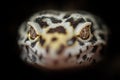 Head of common leopard gecko. Closeup dragon head