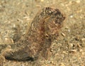 Head of common seahorse - Hyppocampus taeniopterus Royalty Free Stock Photo