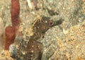 Head of common seahorse - Hyppocampus taeniopterus Royalty Free Stock Photo