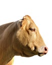 Head cow