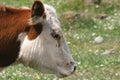 Head of a Cow
