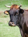 Head of cow Royalty Free Stock Photo