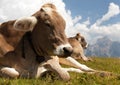 Head of cow (bos primigenius taurus) Royalty Free Stock Photo