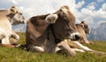 Head of cow (bos primigenius taurus), with cowbell Royalty Free Stock Photo