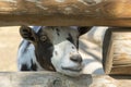 Head cow or bulls close-up in a stall on a farm, ranch, eco tourism. Young calves in a farm. Calf Care. Young black and white