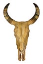 Head Cow Skull With Horns