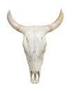 Head cow skull on white