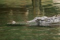 Head of croc crocodile swimming trough water Royalty Free Stock Photo