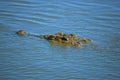 Head of a Crocodile (Crocodilia) Royalty Free Stock Photo