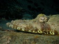 Head of Crocodile fish, Red Sea Royalty Free Stock Photo
