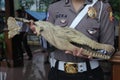 Head of Crocodile in Indonesia Royalty Free Stock Photo
