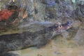 The head of a crocodile with large sharp teeth and open eyes lying in a terrarium Royalty Free Stock Photo