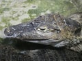 The head of a crocodile with large sharp teeth and open eyes lying in a terrarium waiting for food. Royalty Free Stock Photo