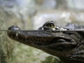 The head of a crocodile with large sharp teeth and open eyes lying in a terrarium waiting for food. Royalty Free Stock Photo