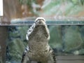 The head of a crocodile with large sharp teeth and open eyes lying in a terrarium waiting for food. Royalty Free Stock Photo