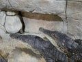 The head of a crocodile with large sharp teeth and open eyes lying in a terrarium waiting for food. Royalty Free Stock Photo