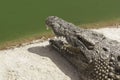 Head of crocodile in the park