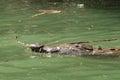 Head of a crocodile swimming in the river of the Sumidero Canyon Canon del Sumidero, Chiapas, Mexico Royalty Free Stock Photo