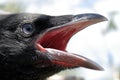 Head of the crow Royalty Free Stock Photo