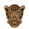 Head cub the tiger sketch vector