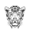 Head cub the white tiger sketch vector