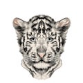 Head cub the white tiger sketch vector