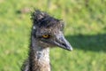 Head of a curious ostrich