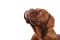 Head of a cute french mastiff looking up Royalty Free Stock Photo