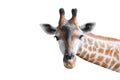 head of cute giraffe isolated on white Royalty Free Stock Photo