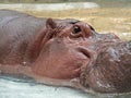 Head of Cute Hippopotamus on Nature Background