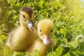 The head of a cute little newborn Yellowhead in green grass. Two ducks have just hatched Royalty Free Stock Photo