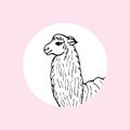 Head of cute llama or alpaca in a white circle