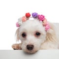 Head of cute lying bichon with flowers headband looking down