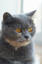 Head of cute Scottish gray cat and looking to side Royalty Free Stock Photo