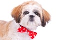 Head of a cute shih tzu puppy