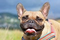 Head of a cute smiling or panting fawn French Bulldog dog girl