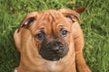 Cute look of fawn Staffordshire Bullterrier puppy head Royalty Free Stock Photo