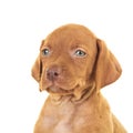 Head of a cute viszla puppy dog Royalty Free Stock Photo