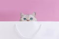 Head of cute white cat, with big blue eyes peeking out of white paper bag Royalty Free Stock Photo