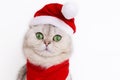 The head of a cute white cat, in the red cap of Santa Claus Royalty Free Stock Photo