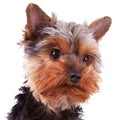 Head of a cute yorkshire puppy dog Royalty Free Stock Photo